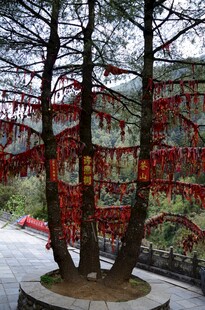 松树上挂满祈福红绸带