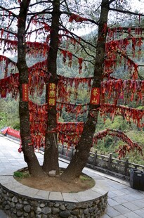 祈福树挂满祈愿红绸