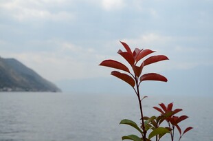 湖畔红叶植物 远山相伴