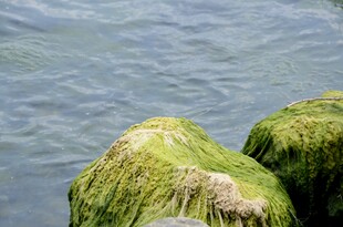 水边覆绿苔的石头