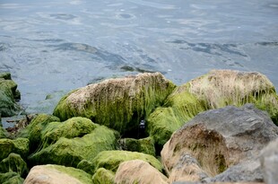 海边覆绿苔的礁石景观
