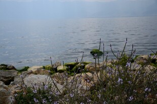 湖畔石岸 花草点缀水景