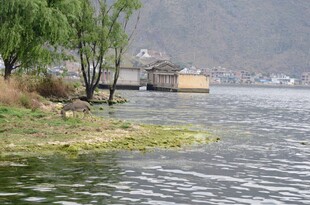 湖畔垂柳小船静谧风光