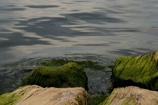 水边岩石上的翠绿苔藓
