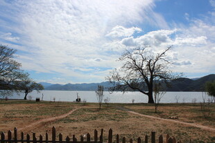 湖畔旷野 枯树蓝天美景
