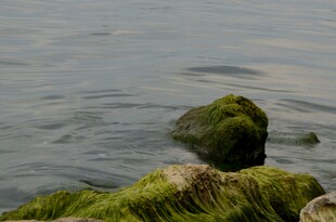 海水中的青苔覆盖岩石