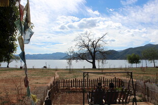 湖畔围栏旁的孤寂树木