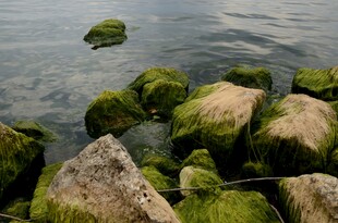 水边覆绿苔的嶙峋石块
