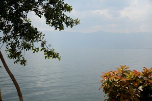 湖畔树影 静美湖景风光