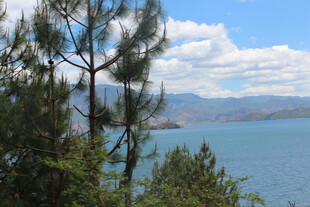 湖畔松景 蓝天碧水相映