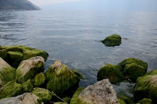 湖畔青苔覆盖的嶙峋怪石