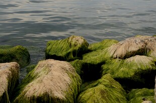 水边覆满青苔的石块