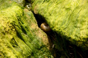 岩石缝隙中的神秘圆球