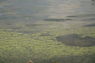 水面漂浮的绿色藻类植物