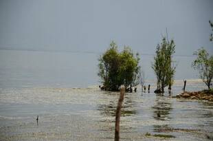 水畔孤树 尽显自然野趣