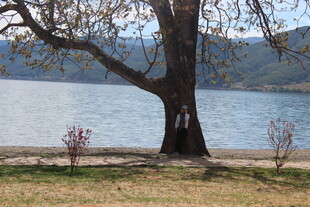 湖畔大树下的宁静景致