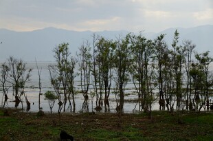 湖畔绿树成荫的自然景致