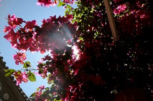 阳光下绽放的艳丽三角梅