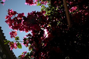 阳光下绽放的艳丽三角梅