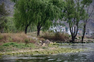 河畔垂柳 自然静谧之景