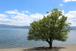 湖畔孤树 静享蓝天碧水