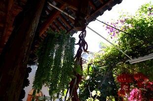 庭院绿植缠绕木质结构