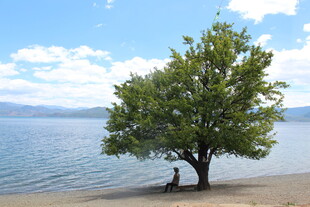 湖畔孤树旁的静谧身影