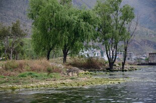 河畔垂柳 静谧水边景致
