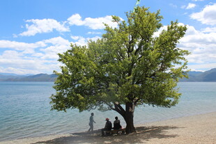 湖畔大树下的悠闲时光