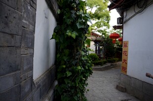 古巷藤蔓缠绕的幽静景致