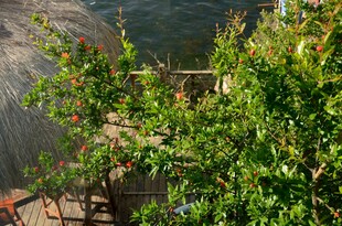 绿叶繁茂的户外景致