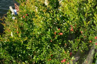 绿叶间的鲜艳果实