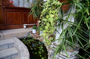 庭院绿植水景小景