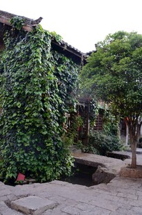 藤蔓覆盖的古朴庭院角落