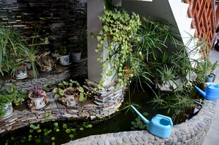 庭院小景 绿植与水景相映