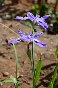 紫色鸢尾花绽放于野外