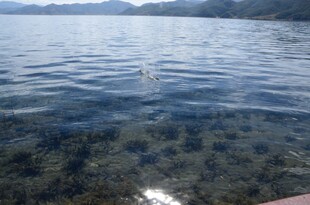 清澈湖水下的动人景象