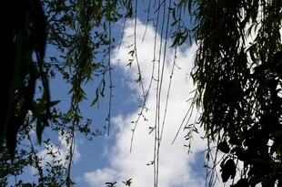 垂柳摇曳于蓝天白云间