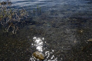 清澈水底的石块与水草