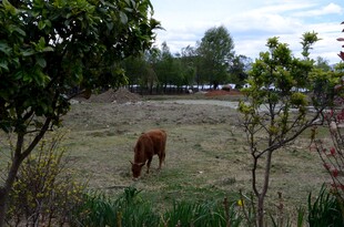 田野中吃草的棕色耕牛