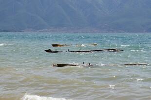 海边漂浮的原木景象