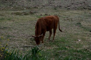 田野中低头吃草的棕色牛