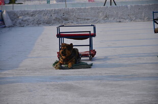 小狗坐冰上小推车