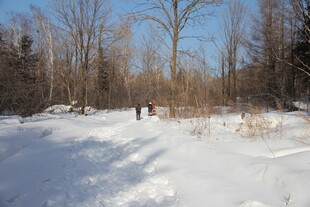 冬日雪地林间景象