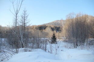 冬日雪景中的静谧树林