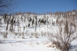 冬日雪覆山林景观