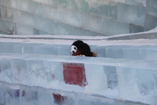 冰中熊猫