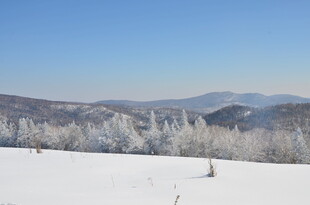 冬日雪覆山林美景