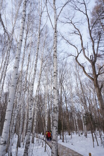 冬日白桦林雪景漫步