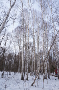 冬日白桦林雪景